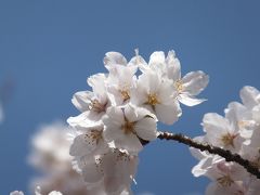 京都　桜花見　2013