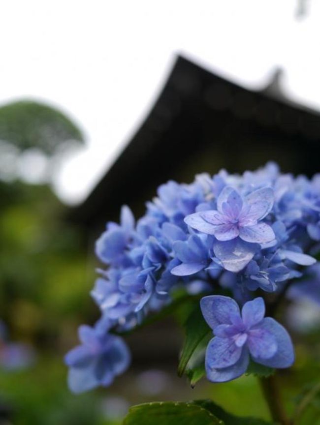 去年の6月に松戸にある紫陽花寺&quot;日蓮宗 本土寺&quot;に行ってきました。<br />ちょっと遅かったかなとも思いましたが、それでもきれいに咲いていました。<br /><br />この日は雨上がりの早い時間に行きましたが、結構なにぎわいで...<br />ちなみに行かれる際は虫よけをお忘れなく＾＾；