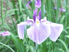 5月最後の土曜日は、東京都「町田市立薬師池公園」へ。少し早い菖蒲、紫陽花を観てきました。