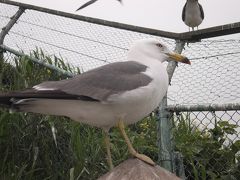 ウミネコさんの繁殖地に感動するアヒルのつばさ！