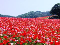 ＜新緑と花の秩父旅・１＞絶景「天空のポピー」秩父高原牧場に咲く1000万本の真っ赤なポピー