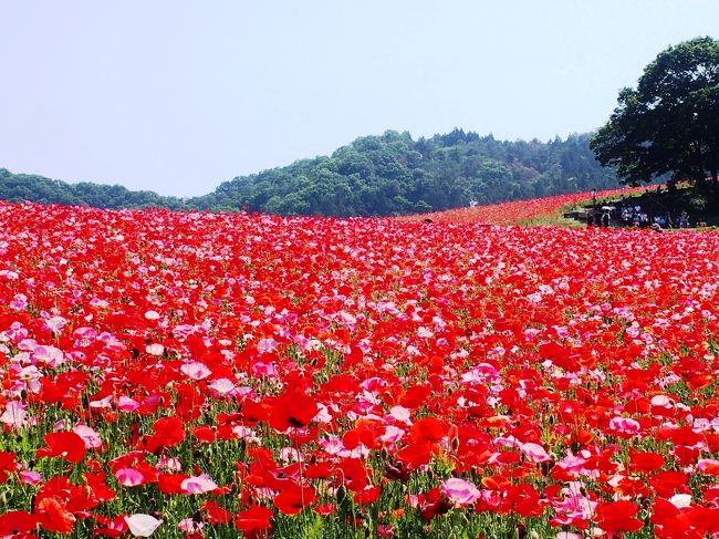 5月に入り･･･いつも旅行記を拝見しているタビガラスさんのページで<br />今年「秩父札所」が12年に１度の午年総開帳の年である事を知った。<br /><br />札所巡りは前々から少し興味があったけれど･･･一番興味があったのは<br />「鎌倉三十三観音巡り」･･･でも総開帳の年なら是非「秩父札所」を<br />周ってみたい。そう思って、埼玉県の秩父情報を色々とチェックしていた。<br /><br />周る前から「満願成就」した後の、ご褒美や道中の楽しみを探す日々。(笑)<br />札所とは関係が無い温泉やグルメ情報をチェックする、雑念たっぷりの私なのです。<br /><br />３日前･･･温泉のＨＰを見ていると気になる新着情報を発見!!<br />「天空のポピーが見頃です」天空のポピーって何？何？<br /><br />さっそくリンク先に飛んでみると･･･標高500ｍにある「秩父高原牧場」の<br />広大な牧草地になんと１千万本以上の真っ赤な「シャーレーポピー」が咲く<br />花園があると言うでは無いですか･･･。<br /><br />「シャーレーポピー」の花園と言うと･･･東京では「昭和記念公園」が<br />有名だけど･･･規模はそれ以上だし、何より「天空のポピー」と言う<br />キャッチフレーズが何とも言えずロマンティック☆彡<br /><br />すでに満開状態のようだし、会場までシャトルバスが出るのは6/1(日)まで。<br />行きたい･･･でも残念な事に、この週末は用事があり出掛けられない。<br />「天空のポピー」は来年のお楽しみと思い、忘れないようにメモに記入。<br /><br />でも･･･そう簡単に諦められないのが、私の性格。行きたい〜。行ってみたい〜。<br />前日、深夜までかかり用事を一部終わらせ･･･朝から出掛けて来ました。(笑)<br /><br />行くからには「天空のポピー」だけじゃ無く、新緑の秩父も満喫しないとね〜。<br />バタバタと慌ただしく、１日かけて「秩父」の自然を満喫して来ました。<br />＜新緑と花の秩父旅＞２部に分けてご紹介します♪<br /><br />＜新緑と花の秩父旅・１＞天空のポピー編<br />＜新緑と花の秩父旅・２＞長瀞編（宝登山神社＆ハナビシソウ）<br /><br />で･･･肝心の「秩父札所巡り」は？　そちらの方はまた時期を改め<br />計画を練り直し、紹介出来る日が来れば良いなぁ〜と。どうなるかな？(笑)