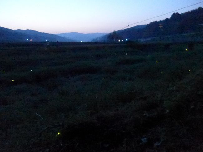 六郷満山・仏の里　大分県国東半島に蛍を観に行きました。<br />絶好の天候(晴れていて風が無いそして日中の温度が上昇)に恵まれ沢山の蛍が川辺に乱舞していました。<br />写真では撮るのがとても難しかったので見ていただいてもその場の雰囲気が伝わらないかもしれませんがまるで自然の<br />イルミネーションを見ているといった感じです。<br />正確な場所は大分県国東市安岐町朝来(おおいたけんくにさきしあきまちあさく)で大分空港から来て入り口に「蛍祭りの開催案内板(写真を見てください)」あり進行方向左手に朝来野川があり川に沿って旧朝来小学校のグランド先まで続きます。<br />昨晩は多くの見学者で賑わっていました。皆さん「すごい」「びっくり」「こんなに…」と歓声をあげていました。<br />廃校の跡を活用した「100円居酒屋」は高齢者・地域活性化のとてもよい事例として全国に紹介されました。<br />※今週が一番の見ごろとなります、週末はいよいよ蛍祭り開催<br /><br />【国東市HP】今年の蛍祭り(6/7開催)の案内URL<br />http://www.city.kunisaki.oita.jp/soshiki/kanko/hotaruwalking2014.html<br />【社会福祉法人安岐の里が総理大臣賞受賞紹介HP】100円居酒屋<br />http://www8.cao.go.jp/youth/ikusei/katudou/h23/html/p-05.html<br />【すきっちゃ★おおいたHP】うわさの100円居酒屋より　<br />http://kunisakitobu.seesaa.net/article/274729356.html<br />【来地区活性化推進協議会ＮＰＯ法人ほたるHP】ほたるの年間取り組み紹介<br />http://asakuhotaru.wix.com/asakuhotaru#!activities/c1pna<br /><br /><br />