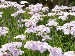 花菖蒲を愛でる　大阪府枚方市～山田池公園～