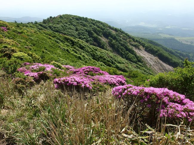 今年初めての登山。と言っても、年間２〜３回くらいしか行きませんが…<br />ミヤマキリシマ満開、超晴天、黄砂も満載。^^<br />登山はきついけど、最高に充実した休日でした♪♪