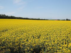 バニラエアで行く北海道2014●美瑛・富良野・たきかわ菜の花祭りに札幌編●