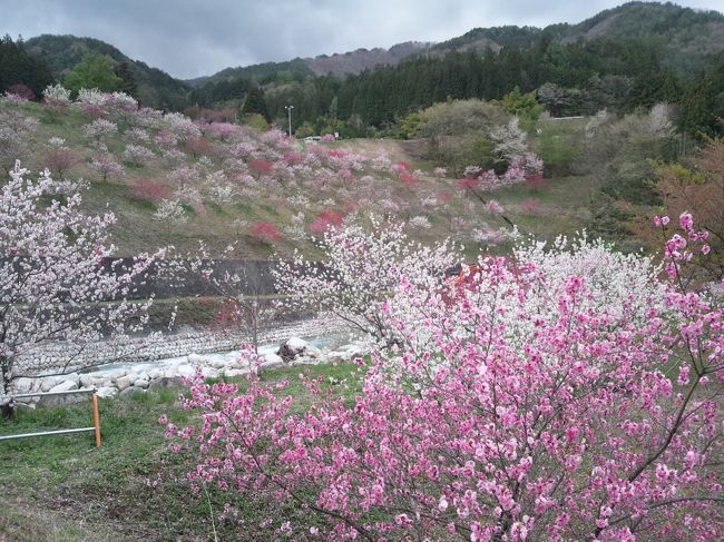 表紙は「はなももの里」です。<br />長野から「はなももの里」へ花見に行ったので、飯田や喬木村へも寄ってみました。<br />