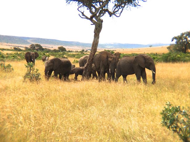 南極以外の全大陸制覇をするために、ケニアに行くことにしました。<br /><br />ケニアに行くならサファリ、ということで、マサイマラに行って、野生動物を沢山見てきました。<br />なかなか楽しかったです。<br /><br /><br />１回目はこちら<br />http://4travel.jp/travelogue/10893984
