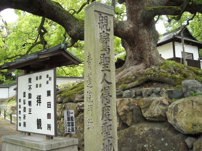 青蓮院（しょうれんいん）：（表紙写真は青蓮院入り口）<br />京都の東山区、知恩院の北隣りにある門跡寺院で、開基は最澄。比叡山にあった青蓮坊が起源で、平安時代末期に門跡寺院となって山下に移った。<br />三千院、妙法院とともに天台宗の三門跡寺院で、曼殊院、毘沙門堂とともに京都五箇室門跡のひとつである。特に青蓮院は皇族の男子「法親王」が門主を務めるので高い格式とされる。現在の門主は旧東伏見宮家からの慈晃師。<br /><br />第三代門主の慈円は当時の新興宗教であった浄土宗、浄土真宗にも理解を示し、法然や親鸞を延暦寺の抑圧から庇護した。親鸞は慈円門主のもとで得度したので青蓮院は真宗の聖地のひとつであり、当初はこの近くの大谷の地に本拠を構えていたとされる。衰微していた本願寺が当寺の末寺として属したこともあり、蓮如もここで得度を受けている。<br /><br />1788年、内裏炎上の際、青蓮院は後桜町上皇の仮御所となったので「青蓮院旧仮御所」として国の史跡に指定されている。また、17代門主の伏見天皇の第六皇子・尊円法親王は名筆家で、その書風は青蓮院流と呼ばれ、御家流の源流という。<br /><br />この青蓮院は、明治26年の火災で建物の大部分が焼失したので、境内にある本堂、宸殿、小御所、華頂殿などはいずれも古いものではない。各建物は渡り廊下でつながっている。<br />きれいに纏まっている築山泉水庭は相阿弥作、横の江戸時代の霧島の庭は小堀遠州と伝えられる。入り口のクスノキ巨木５本は京都市の天然記念物。<br /><br />本堂は方三間の小堂。本尊の曼荼羅を安置するが公開していない。国宝の平安時代後期の仏画「不動明王二童子像」は奈良国立博物館に寄託。<br />小御所：本堂の北の入母屋造りの天皇の仮御所の建物を復興したもの。ここの一文字手水鉢は豊臣秀吉の奉納と伝えられる。池の対岸の龍田山の楓は西行が贈ったものと言い鎌倉期の古図にも図示されているという。<br />華頂殿：相阿弥作の庭はここから見るのが最高。西行が携えてきた宮城野の萩が植えてある。<br />宸殿：門跡寺院に特有な建物で寺内では最大の建造物。有縁の天皇の位牌を祀っている。明治期に焼失して復興された。前庭には橘と桜が植えられている。<br /><br />文化財には平安時代後期の仏画「不動明王二童子像」（国宝・奈良国立博物館に寄託）のほか文書を主とする重要文化財10数点がある。ほかに第二次大戦後に青蓮院の所有を離れた重文も10数点が記録されている。<br /><br />白川畔にある明智光秀の塚<br />予兆：:光秀は和歌や茶の湯をよくした教養人で、織田信長を補佐して朝廷との交渉を差配し、家臣団の主役となっていた。比叡山焼き討ちの際は独断で高僧や経典を救ったともいい、京都の東西、滋賀と丹波を領し善政をしいていた。<br />一方、天下人の座が近ずくにつれて信長の増長慢と狂気は際限なく、比叡山の焼き討ち、皇室の香木「蘭奢待」を切り取り、家康にはその妻子を殺させ、長島で宗徒２万人を殺し、1582年５月には、自身を神格化して信長像の参拝を朝廷に命じるなど、朝廷の権威に挑んだ。<br />ここで想像すれば、朝廷・貴族は天皇家の存続を危ぶんで「本能寺の変」を画策したのかもしれない。また光秀も「狂気の怪物の始末」を考え、その幕引きを演じたのかも知れない。<br /><br />事件:：６月２日、光秀軍により本能寺は２時間ほどで焼失し、光秀は織田家にゆかりの清玉和尚に遺体を丁重に葬るよう依頼した。<br />５日には興福寺から、７日には朝廷から信長を倒した御礼や祝儀を受けた。<br />しかし、光秀に援軍はなく６月13日の山崎の戦いで光秀軍は壊滅した。<br />光秀は滋賀の坂本城を目指したが、小栗栖（おぐるす）の竹やぶで深夜、土民・中村長兵衛に竹槍で脇腹を刺されて落馬して自刃し、溝尾茂朝が介錯した。その後、竹やぶに埋めたとも、亀山の谷性寺まで持ち帰ったとも、坂本城まで持ち帰ったとも言われる。<br /><br />伝承：:京都・東山では、溝尾茂朝は光秀の遺言に従って首を知恩院に届けようとしたが、夜が明けたのでこの地に首級を埋めて自刃したとされている。ここには「明智光秀墳」とした碑と五輪塔墓があり、そばには明治以前に建てられた「光秀祠」がある。祠には光秀の木像が本尊として祀られており、遺骨もあるという。近くの和菓子司「餅寅」は「江戸時代から光秀様の祠をお守りしています」とのことで、光秀饅頭もある。光秀を大河ドラマにという署名活動の一端を担ってもいる。<br /><br />交通は、バス停の東山三条の東にある白川の左岸の道を下がると餅寅があり、その横の小路に光秀祠がある。少し上流に戻って緩いのぼりの小路を行くと青蓮院である。