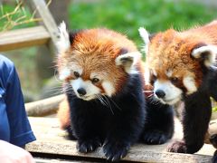 お嫁入り前の風菜ちゃんに会いに千葉市動物公園へ（後編）風菜ちゃんの祖父母の風太くんとチイチイさん、両親のクウタくんとメイメイちゃん、双子の弟の源太くん