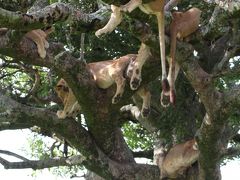 野生の楽園タンザニア（６）セレンゲティ国立公園・後編