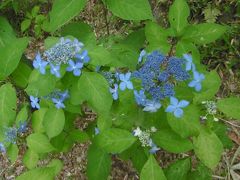 現世のよろこび、哀しみ、つつみし”やまあじさい”が織りなす花模様・・・・美濃の国　　花うずもれし山寺”三光寺”