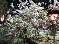 今年は満開で絶景の桜の通り抜けでした　【大阪　造幣局　】　何と桜の通り抜けの記念メダルが６２万円超えに絶句