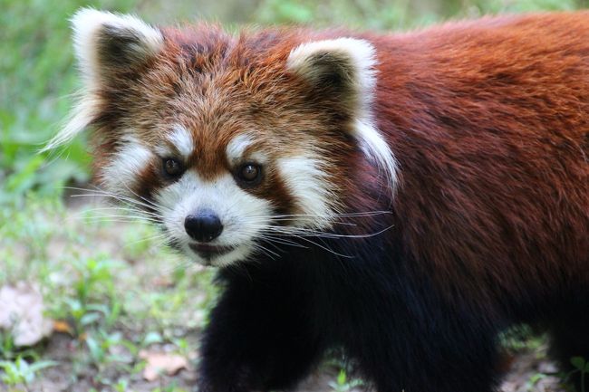 お嫁入り前の風菜ちゃんに会いに千葉市動物公園へ 前編 レッサーパンダ３姉妹同居最終日前日の風菜ちゃん まいちゃん みいちゃん 千葉市 千葉県 の旅行記 ブログ By まみさん フォートラベル