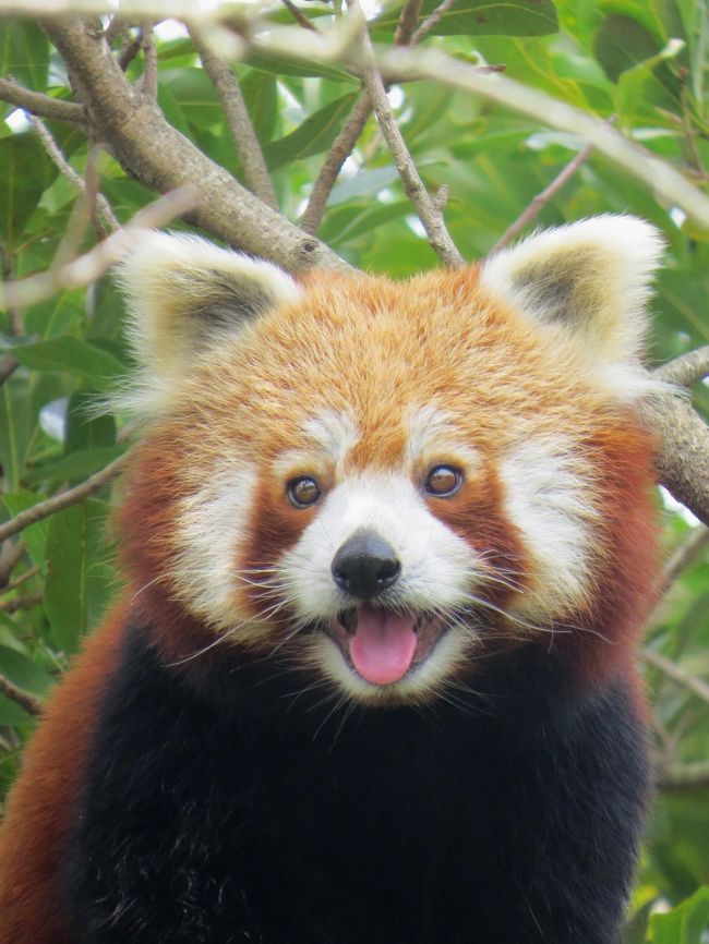 日本の動物園で唯一ネパール系のニシレッサーパンダを飼育しているがあのワニとバナナで有名な熱川バナナワニ園です。<br /><br />その飼育数は現在なんと２０匹以上、また、ここ数年はコンスタントに繁殖にも成功している飼育技術にも長けた動物園でもあります、しかし、日本で唯一の飼育という事もあり血統の偏りによりペアリングには相当苦労されておられたそうです。<br />そんな苦衷を見かねた日本のレッサーパンダの種別調整園・静岡市日本平動物園の仲介もあり、この度、オランダとの間でパンダの交換が実現しました。<br />３月に熱川バナナワニ園より一昨年生まれの男女の双子がオランダに渡り、オランダからも５月末に男女２匹のパンダが来園しました。<br />驚いたことに日本にニシレッサーパンダがやってくるのはなんと１９８８年以来とのこと、そして、更に驚いたのが今回来日した雌のオリビアちゃんはなんと妊娠している可能性が高いという事！！<br /><br />３０時間にも及ぶ移動、そして、オランダより暑い現在の日本の環境に身重のオリビアちゃんがまいっていないか・・・心配でいてもたってもいられなくなり無理に時間を作って伊豆熱川まで行ってきました。<br /><br />オリビアちゃん、めっちゃ元気でした！！<br /><br /><br />これまでのレッサーパンダ旅行記はこちらからどうぞ→http://4travel.jp/travelogue/10652280