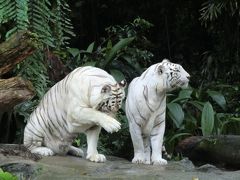 シンガポール 旧正月旅行 その３　動物園とライオンダンス