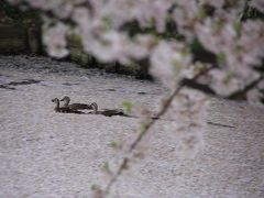 桜前線IN 青森