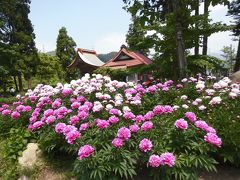 芍薬を見に、南陽市諏訪神社に！