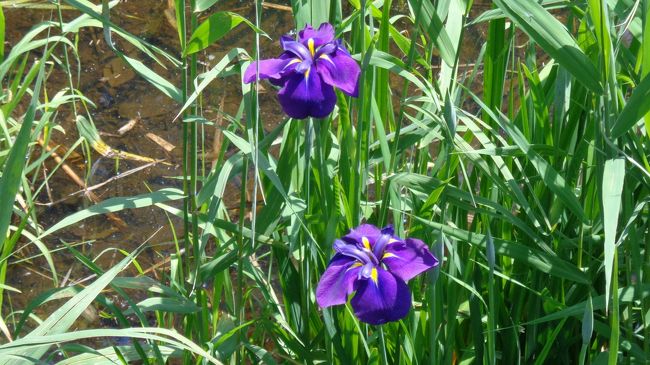 前日に訪れた館林の花菖蒲園はまだほとんど開花していなかったので、リベンジを期して伊勢崎市にある「あずま水生植物公園」に行ってきました。<br />近くには以前から行きたいと思っていた「小泉稲荷神社」があったので、こちらも参拝してきました。<br /><br /><br />【行程】<br /><br />・あずま水生植物公園<br />↓<br />・小泉稲荷神社