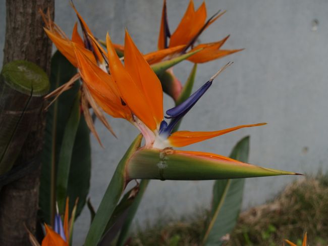 　神奈川県三浦郡葉山町一色で燈色がかった黄色い花が咲いているのを見て気を引かれた。燈黄色の羽を羽ばたかせている青い嘴を持った鳥のようにも見える。図鑑で調べると、南アフリカ原産のストレリチアとあった。<br />　ストレリチア属には4種あり、ストレリチア・レギナエ（Strelitzia reginae）の花は鮮やかなオレンジ色の萼と青色の花弁からなり、ストレリチアの代名詞的な花である。レギナエは高さ1mほどの草丈で高くはならないが、ほかの種類は10mほどの幹になり、大き過ぎるために、ストレリチアが最もよく栽培されているという。寒さにも比較的強く、海沿いの霜が降りないような暖地では戸外でもよく冬越しする。<br />　バショウ科で分類される場合もあるという。<br />　燈黄色に青といういかにも南洋っぽい花の色であり、葉などはカンナにも似ている。<br />（表紙写真はストレリチア・レギナエの花）
