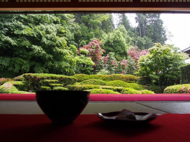 滋賀県甲賀市にある大池寺（だいちじ）、小堀遠州作の見事な庭園で有名です。<br /><br />いつかは行こうと思っていたこの大池寺の蓬莱庭園は、サツキの大刈り込み観賞式枯山水庭園で、やはりサツキの時が行く時と決めていました。<br /><br />６月に入り、サツキもそろそろではないかと思い、甲賀に向けて出かけることにしました。<br /><br />【写真は、蓬莱庭園を見ながらのお茶です。】