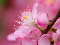 多摩の春　桜と精進料理とカタクリの花　