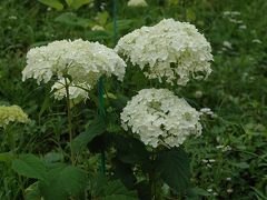 紫陽花まつり　IN　豊島園