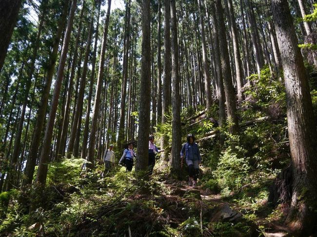 熊野古道のメインルート中辺路を歩くオフ本番。<br />中辺路は滝尻王子から熊野本宮、さらに新宮、那智大社に至る長大な道です。<br />オフ会ではもちろん全部歩くわけでなく、途中の小広峠から三越峠を経て、船玉神社から赤木越で湯の峰温泉までの15kmほど。<br />ほとんど山道です。標高は500Mほどですがアップダウンの連続で、高尾山3回分か4回分歩いた気分でした。<br /><br />普段から一緒に歩いているメンバーがほとんどですが、山道の15kmはどうなることかと思っていました。<br />難儀はしたけど全員無事にゴールできました。コースタイムはオーバーしましたが(^^;<br /><br />登りは写真を撮る余裕がなく下りの写真ばかりでした。<br />なかなかあの険しさを写真で表現できませんね。<br /><br /><br /><br /><br /><br /><br /><br />
