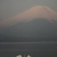 富士山と桜と見られなかったダイヤモンド富士を求めて?（山中湖・パール富士）