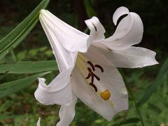 梅雨の晴れ間に　爽やかささゆりの里を訪ねて♪