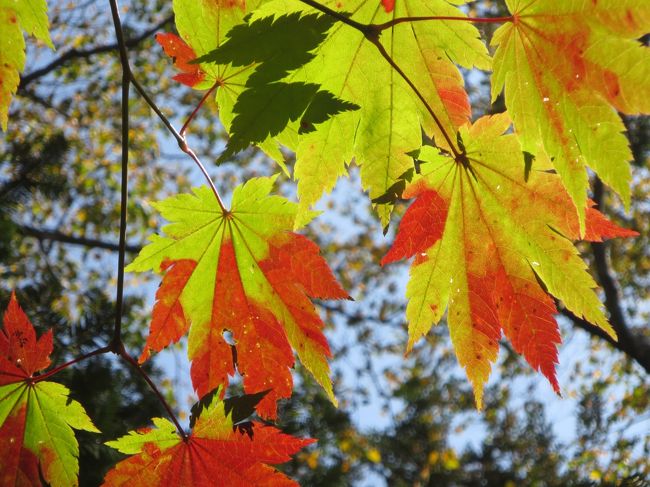 紅葉が見られるか<br />日帰り上高地