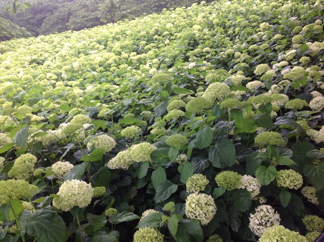 雨の紫陽花と思い、桜で有名な埼玉県幸手市の権現堂へ来ていますよ。<br />連日、大雨だったので、人出も少ないだろうと思い来てみましたが、雨の中でも、思った以上に人がいて驚きました。<br />みんな同じことを考えているんでしょうね。<br /><br />紫陽花は、まだ、ほとんど咲いていない状態ですね。<br />六月下旬がいいかも？<br />http://www.satte-k.com/event/ajisai/<br /><br />今年は、6/1から7/6が開催期間だそうです。<br />今度は、まんかいのじきにいこうかな。<br />