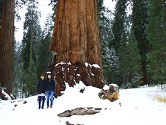 母のためのスヌーピー旅行・その２―セコイア国立公園編―