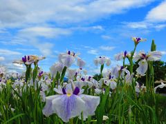 カメラを持って花しょうぶ園をぶらり