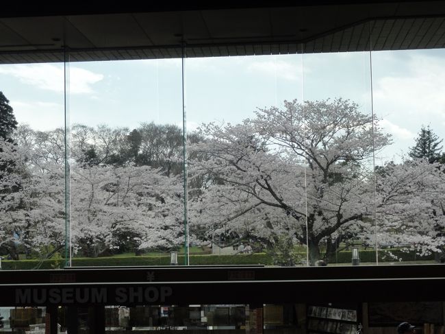 中学の時の友人から花見に佐倉城祉公園に行きたいとのこと東京の中学の恩師にも連絡して3人でお花見です<br /><br />歴史博物館窓から見る桜は屏風絵のようでした　