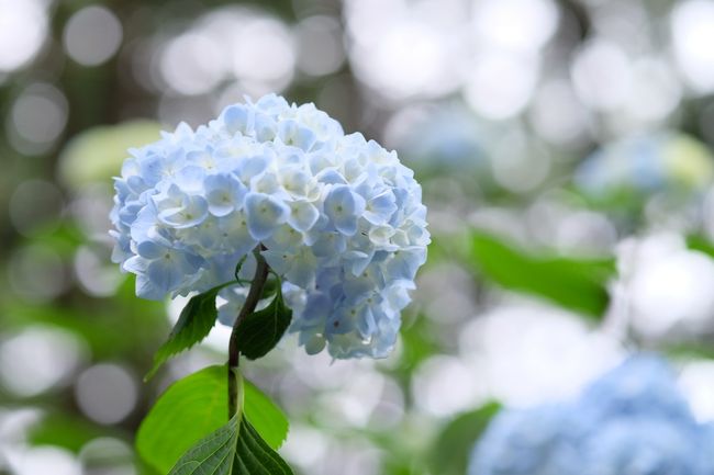 観音寺にある紫陽花の名所粟井神社に行ってきました。<br /><br />大野原ICから車で10分ぐらいです。<br /><br />まだ少し早かった印象です。