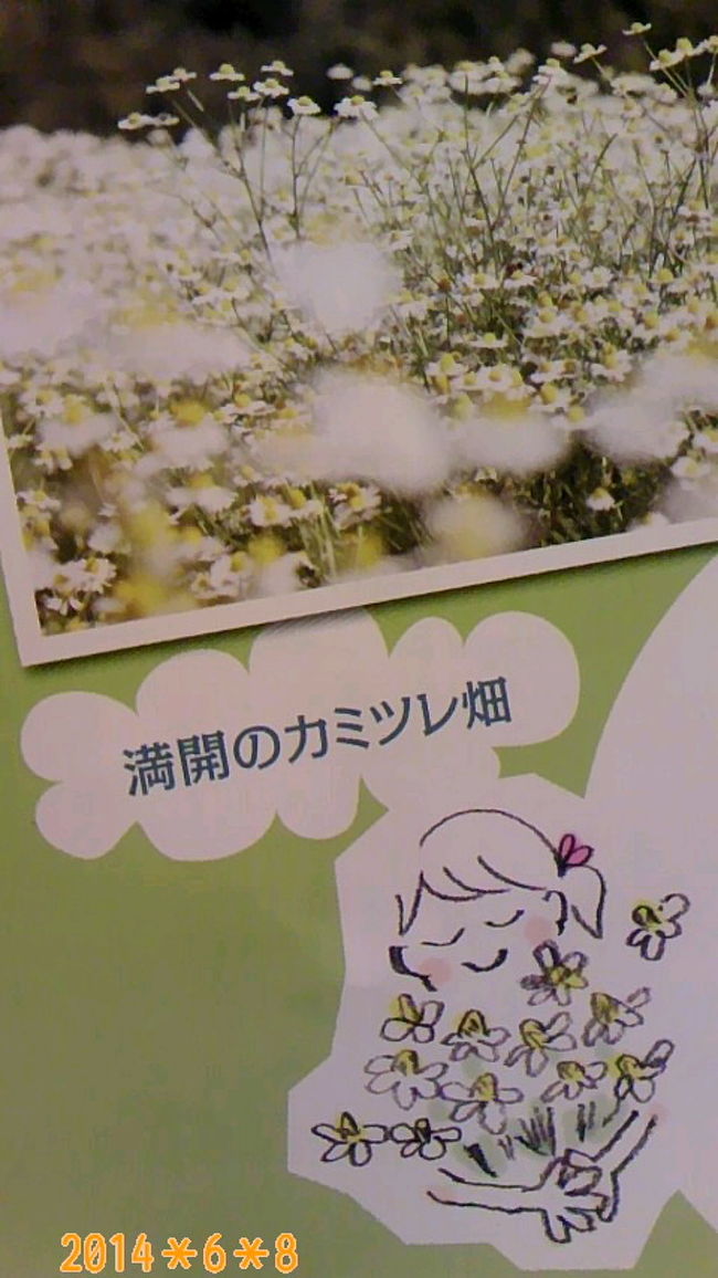 カモミールが満開を迎える６月、約４万坪のお花畑を開放するイベント【第２６回カミツレ花まつり】へ行って来ました！<br /><br />梅雨入りし、全国的に大雨だったので心配していた当日、日頃の行いがいい・・・笑、<br /><br />朝起きた時の天気と相談してから出かけようと、高地の天候は曇の隙間から日差しも見えたので、北安曇野郡池田町へ車を走らせ向ってみた。<br /><br />県道から山道へ入り、会場に近づくとP1，P2の駐車場が満車で、送迎車に乗換が必要なP3へ案内されたが、そこにはサーキットレース場があり、車好きな私にとって心弾む瞬間だった。　<br /><br />待つことなく送迎車に乗換、到着した１１:３０分、「ひだまりの詩」でお馴染みのルクプル・藤田恵美さんのコンサートが始まった。<br /><br />子供達と一緒に、手話の振り付けで歌う澄んだ歌声が、カモミール畑に響き、幸せな気持ちに感じた時、教えてくれた仕事仲間に感謝したよ。<br /><br />その後、カミツレエキス１００％の湯に浸り、スベスベ・しっとりのお肌になって、自然の中でアロマ・マッサージできるなんて、心も身体もリフレッシュした時間だったよ。<br /><br />・工場見学<br />・刈り取り体験<br />・ウォークラリー<br />・スケッチコンテスト<br />・商品販売会<br /><br />色々、楽しいイベント予定があるようでしたよ！<br /><br />更に、会場から２ｋｍほど登り、標高1,000ｍに位置する大峰高原に到着すると景色が一望できるよ！<br /><br />ここは、「七色大カエデ」が見れるとあって紅葉時期は渋滞らしい。<br /><br />う〜ん、見てみたいと早まる気持ちから、まずは今時期のカエデを見に行ってみよう！　<br /><br />四季の大カエデ（看板）あり、１０月下旬頃がいいらしい。。。　冬のカエデも神秘的だろうなぁ。。。<br /><br />1981年、映画：「野菊の墓」の撮影地でもあったんだね〜笑<br /><br />ハーブが好きな方、匂いは好き・嫌いの意見がありそうだけど、６月頃、長野県を旅される方、興味のある方は、訪れてみてはいかがでしょ！<br /><br />