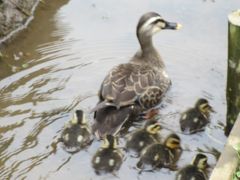 菖蒲沼公園で菖蒲とカルガモの親子　北千住で大黒湯とちょと散策