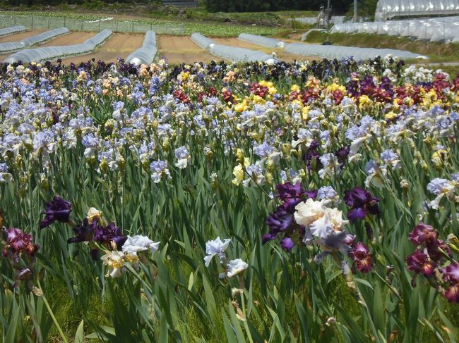 アーモンドの花を見に行ってから、３か月は過ぎたでしょうか？<br />あの徳良湖で、お世話になった花笠の丘の押切さんのところで、ジャーマンアイリスが咲いています。というブログを見て行ってきました。今回も母と。母がとってる山形新聞には、大きく報道されてました。<br />最初花笠の丘の、ハウスを見て外を見て、そのあとジャーマンアイリスのお花畑に行きましたが、入場料は箱があって、１００円以上でいいです。という良心的な、押切さんらしいお花畑でした。<br />満開でした。私にしては、珍しくいいタイミングで、いい花、鑑賞できました。