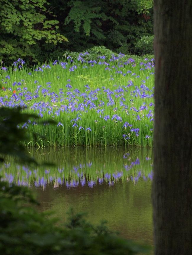 6月も1週間が経ち、そろそろ花菖蒲の季節になってきました。<br />最近、あまり車で遠出していなかったので、久々に隣の滋賀県にドライブに行ってきました。<br /><br />本当は、湖東辺りに行きたかったのですが、花菖蒲は湖西の方があるみたいなので、湖西に行きました。<br />調べると、ビラレスト今津としんあさひ風車村が有名みたいです。<br />ちなみに、ビラレスト今津はカキツバタです。<br /><br />久々のドライブでいい気分転換になったと思います。