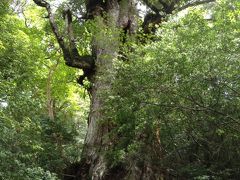 2014 Road to Yakushima 最終章② / 待たせたな！縄文杉～２日目