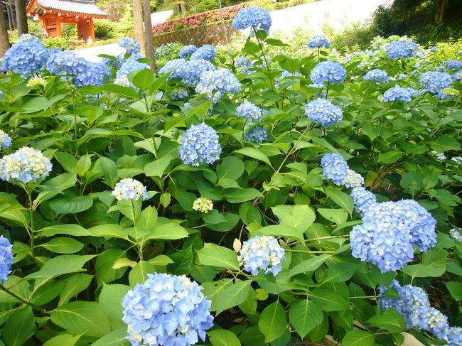 三室戸寺の紫陽花と宇治の薬膳料理を楽しんできました！