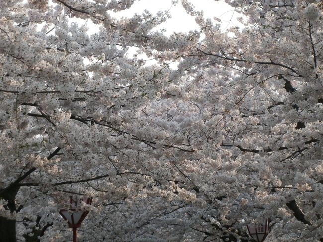 今年も弘前の桜を見に行くことが出来ました。<br /><br />今年は夫と共にドライブと車中泊を楽しみながらまわりました。<br />弘前城の桜は限りなく満開で迎えてくれ、本当に幸せでした。<br /><br />午前中で仕事を終えひたすら北に向かって走り、道の駅「碇ヶ関」に到着した夜中には既にたくさんの車中泊仲間が静かに眠っていました。<br />次の日、以前から気になっていた「新屋温泉」の朝風呂を楽しみ、ファミレスでゆっくり朝食をとってからスニーカーに履き替えて弘前城＆周辺を歩き回りました。<br /><br />最後の日は青森の「のっけ丼」を食べに行こうかと話し合っていたのですが、弘前の一日を随分歩いて楽しんでしまいどちらからともなく「のっけ丼はまたこの次にして、三日目はどこにも行かずゆっくり帰るだけにしようか・・・」ということになりました。<br />ホント歩いたもん。<br />弘前面白いもん。・・・ってことに。<br /><br />が！<br />実は三日目がとんでもなく長い長い一日になってしまったのは、私を喜ばせようとした夫の善意だったことはわかっています。<br /><br />結局、最終日は大館矢立ハイツの朝食＆朝風呂のあと、夫が一度通ってみたかったという105号線をとおり道の駅「あに」なんぞに立ち寄ったりしながら角館の桜を目指してしまいました。<br />まったく予定に入っていなかった角館武家屋敷、桜、桧内川の桜まで堪能してしまいました。<br /><br />桜っていいですよね〜〜〜?<br />日本中の桜、大好きだ〜〜〜〜！！！<br /><br />