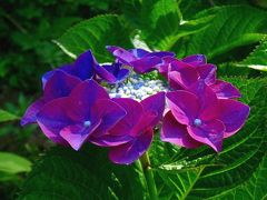 初夏の午後、梅雨の合間の花の舞---。