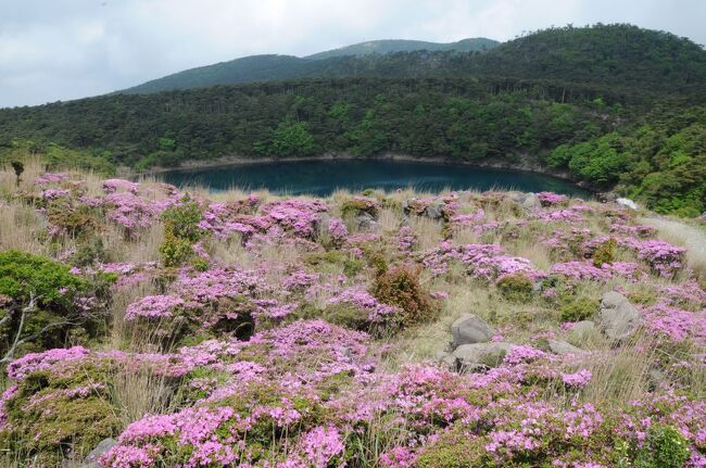 九州での２日目は、まず霧島神宮に参拝し、その後、ミヤマキリシマを観るためえびの高原へと向かう。えびの高原では、つつじヶ丘と硫黄岳周辺を散策し、高千穂峰の麓にある高千穂河原へ回った。そして、最後は、この日の宿がある鹿児島中央駅へと向かう旅程である。<br /><br />（2022.06.01投稿）