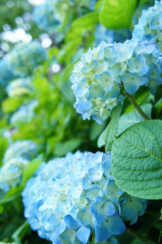 まだ時期的には早いとは分かっていましたが、特典航空券の予約変更期限の都合上で5月末~6月にかけて鎌倉・箱根へあじさいめぐりをしてきました♪<br /><br />鎌倉は2年ぶり。箱根は初めて。<br />箱根のあじさいはまだほとんど咲いていなかったですが、<br />鎌倉はちょうど咲き始めのようで、人混みが苦手な私にとってはこの時期で良かったかも。<br /><br />観光地をめぐる旅も好きですが、緑や花など自然を観賞する旅も癒されます♪<br />清々しい気持ちになった旅でした(*´▽`*)<br /><br /><br />
