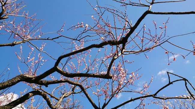 いつも通り過ぎるだけの茨城県(^_^;ですが、<br />今回はこの季節でしか見られない<br />満開の梅の花を見に出かけました。<br /><br />ウン十年前、一度だけ偕楽園に来たことがあります。<br />が、もう梅の花の時期が過ぎていて、がらんとした公園だったと<br />いう記憶しか残っておらず。<br />果たして今回の旅は満開の梅を見られるかな♪<br /><br /><br />