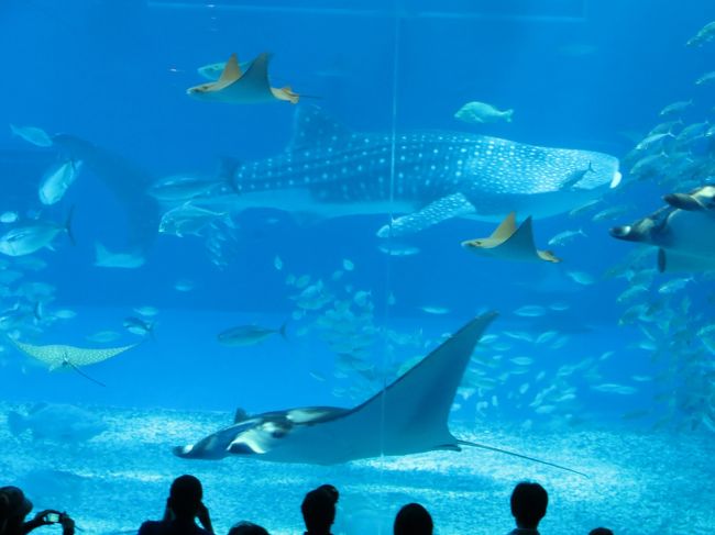 BSで放送されたフォレンダム号9日間のクルーズ　6日目後半　沖縄美ら海水族館と古宇利大橋