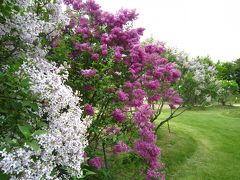 ４トラ・オフ会目白押し～★　そんな合間に･･･札幌川下公園≪ライラック≫　美国≪田村岩太郎商店≫