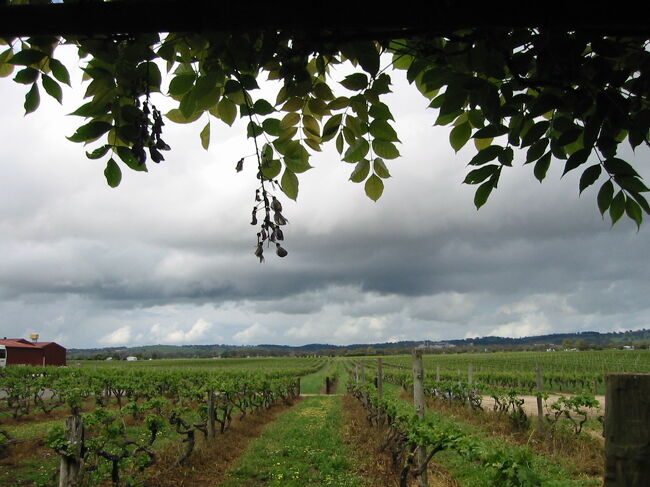 ちょっぴり地味目な州都アデレード＆AUS最大級のワイン産地バロッサ・バレー